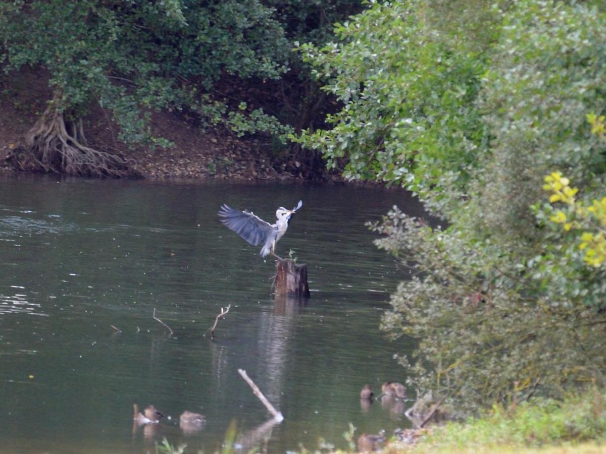 Les Cygnes Au Bord Du Loing Villa Montigny-sur-Loing ภายนอก รูปภาพ