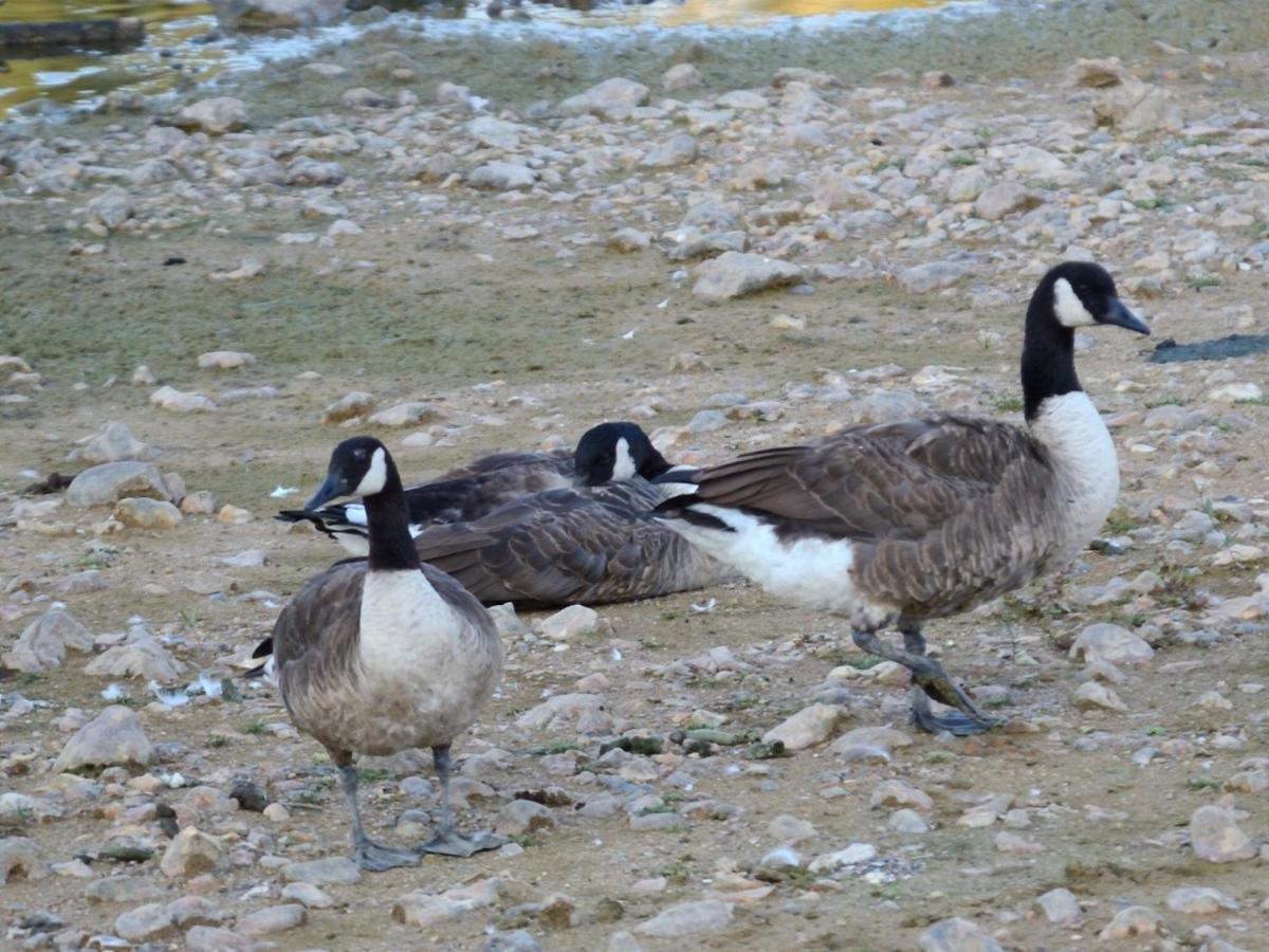 Les Cygnes Au Bord Du Loing Villa Montigny-sur-Loing ภายนอก รูปภาพ